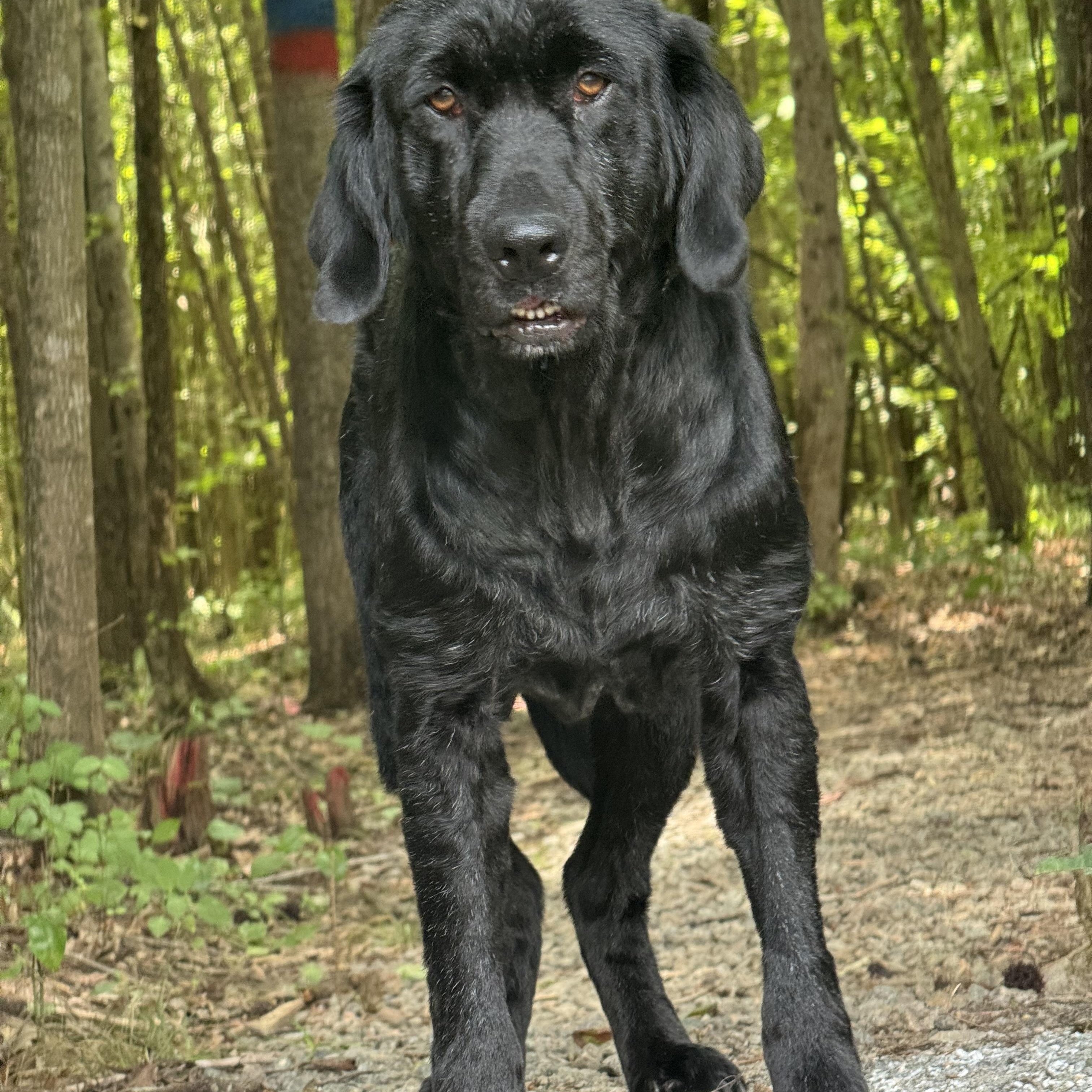 Henrietta Hippo, a ADOPTABLE mixed breed in Midlothian, VA image 2/6