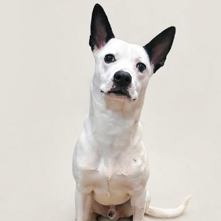 Shire, Adoptable, Adult Male Terrier & Australian Cattle Dog / Blue Heeler.