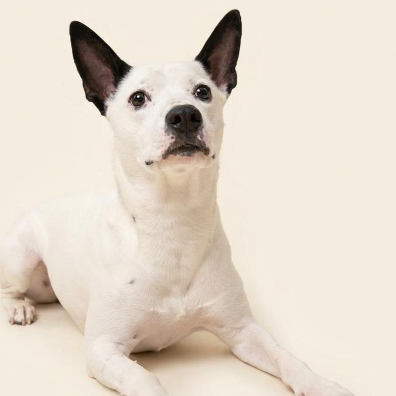 Enlarge Shire, a Adoptable mixed breed in Enid, OK image 2/3