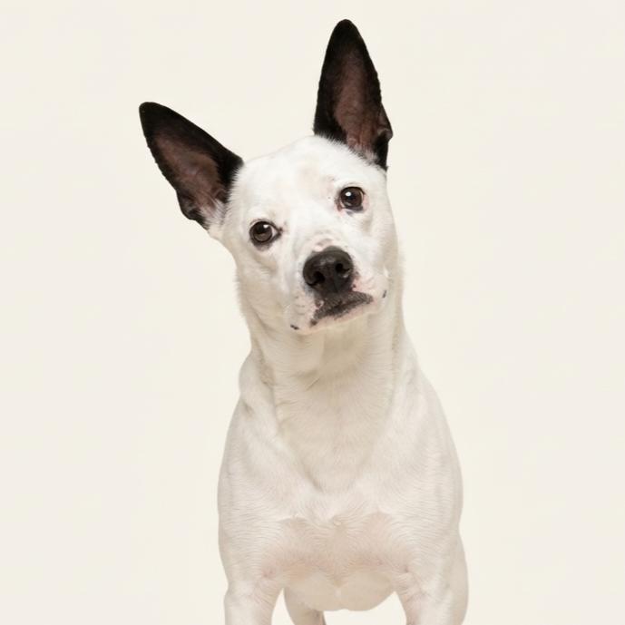 Enlarge Shire, a Adoptable mixed breed in Enid, OK image 3/3