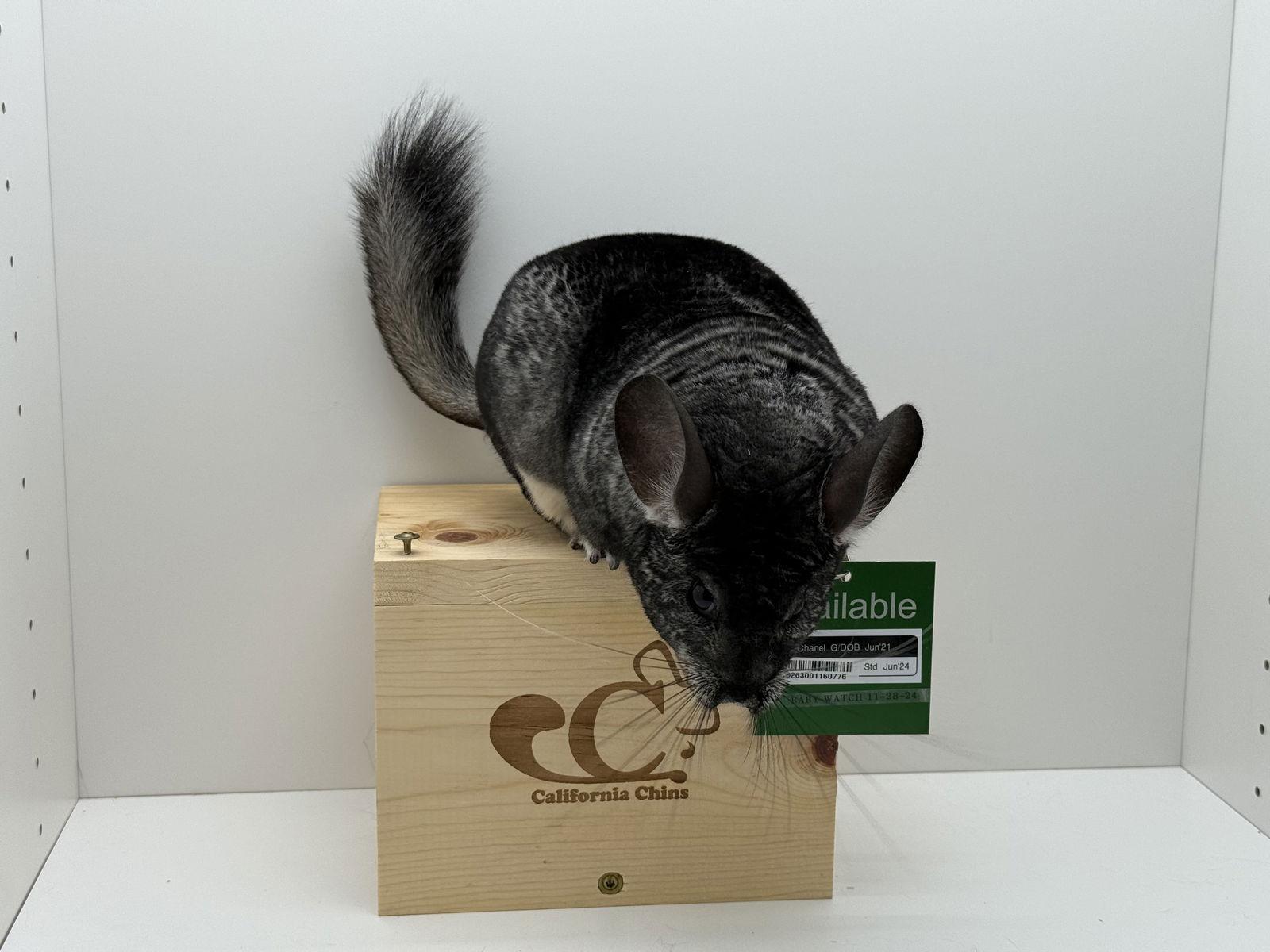 Enlarge Chanel, a Adoptable Chinchilla in Sunnyvale, CA image 1/3