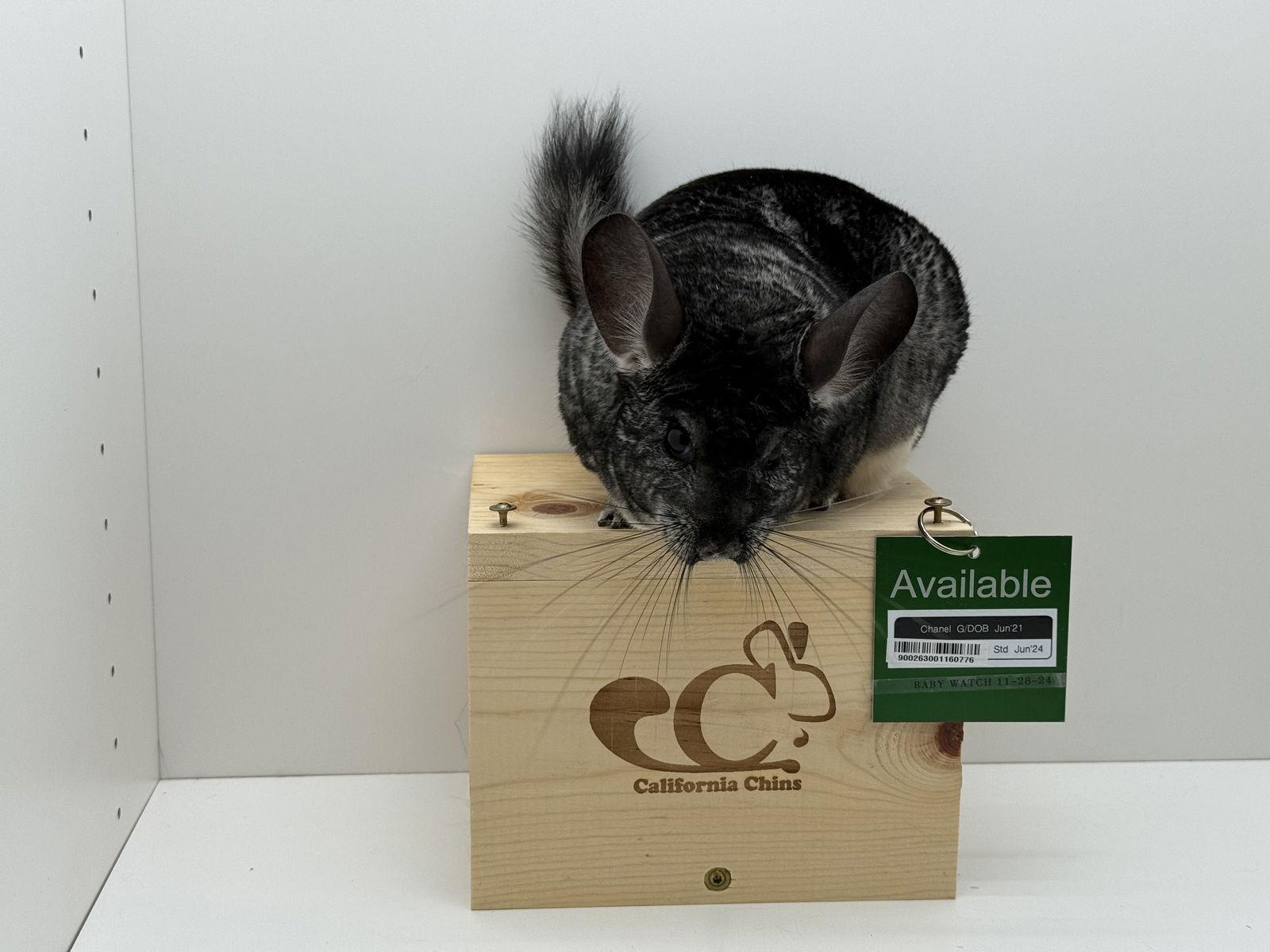 Enlarge Chanel, a Adoptable Chinchilla in Sunnyvale, CA image 2/3