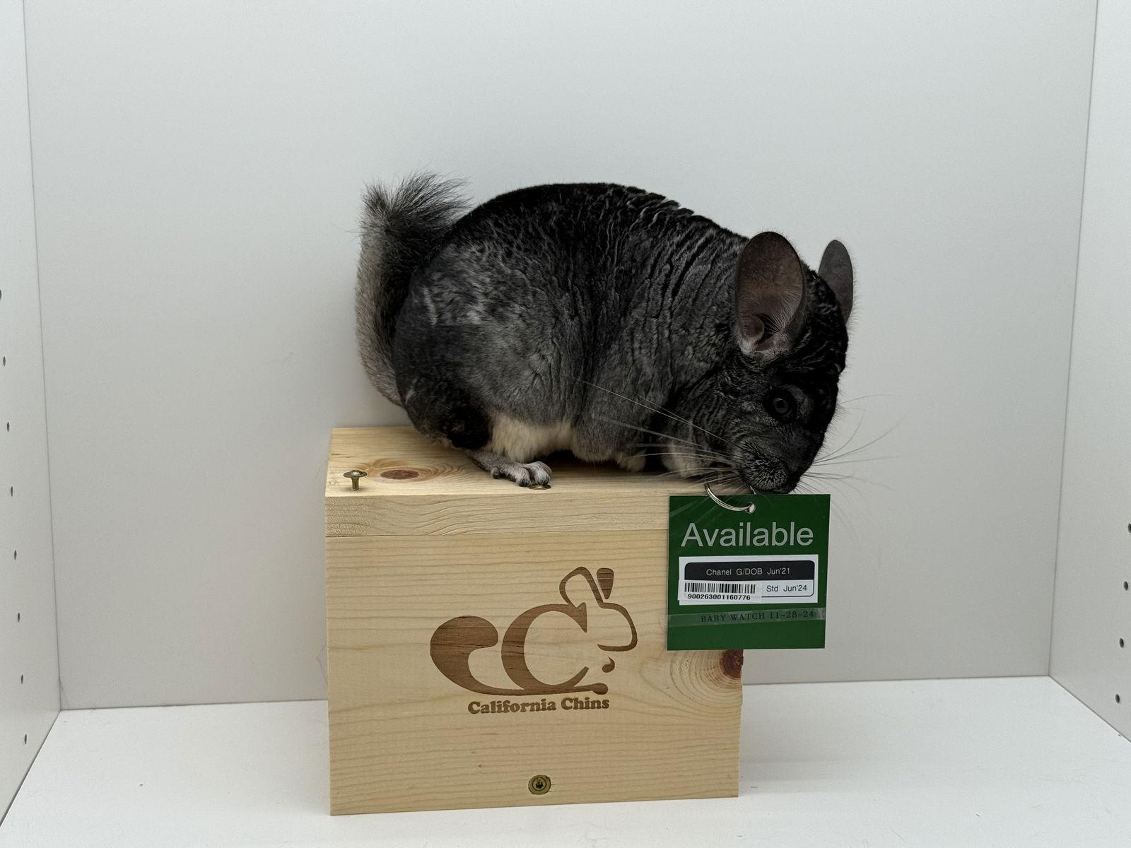 Chanel, Adoptable, Adult Female Chinchilla.