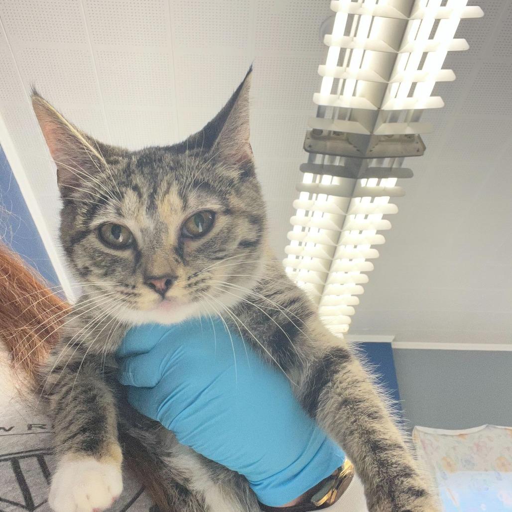 Boogie, Adoptable, Kitten Female Domestic Short Hair.