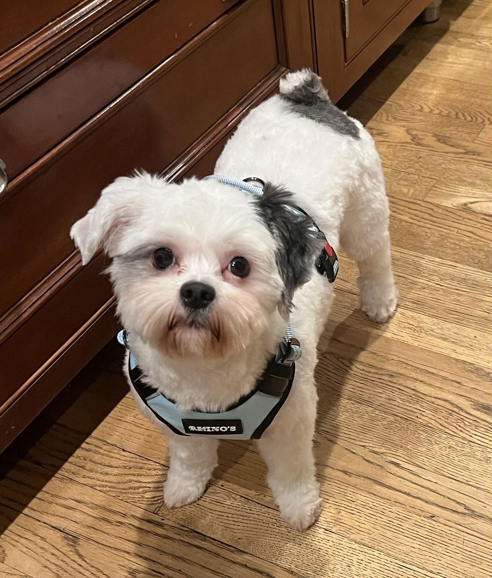 Ambrosia — thumbnail 2