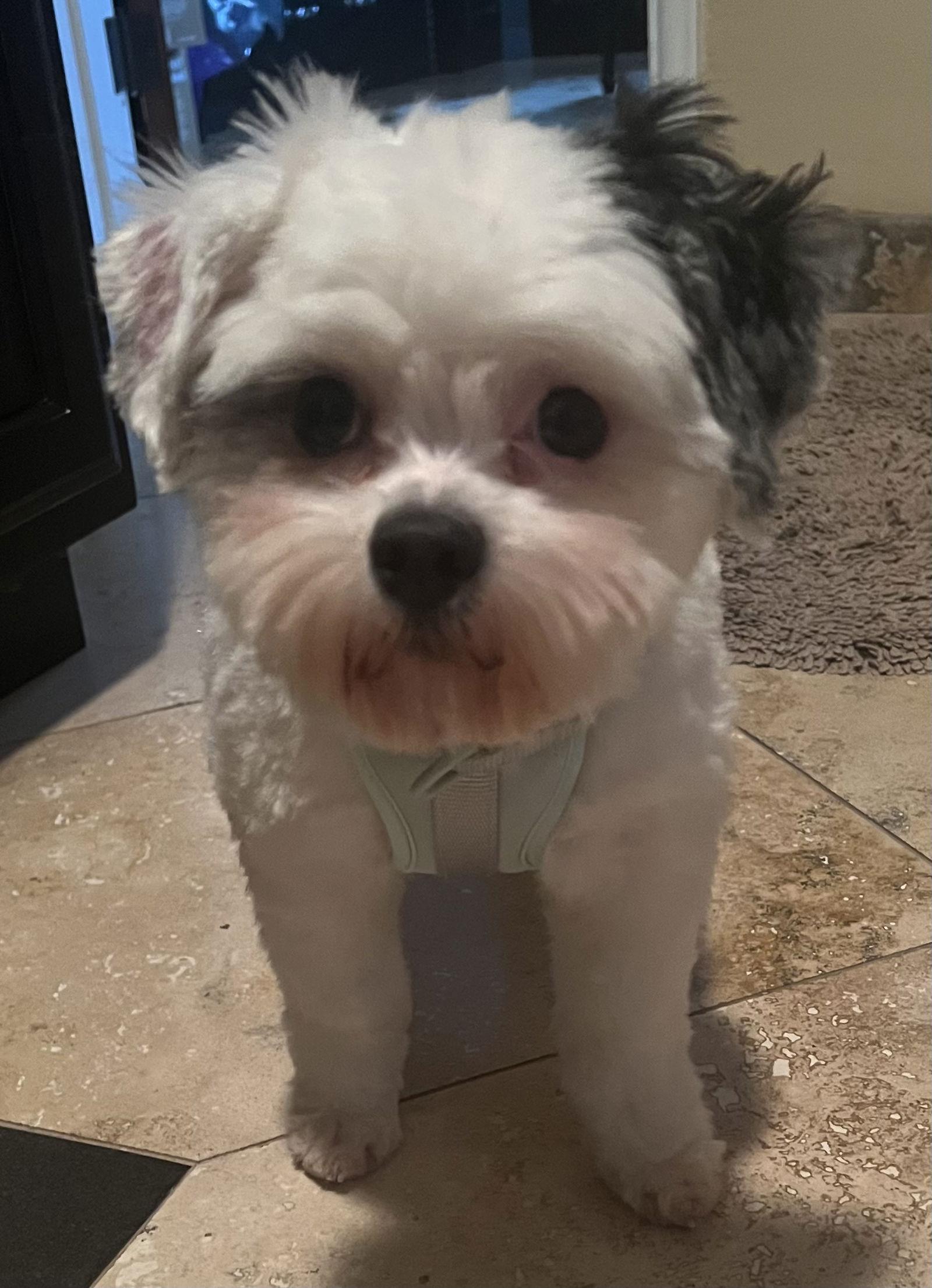 Ambrosia — thumbnail 3