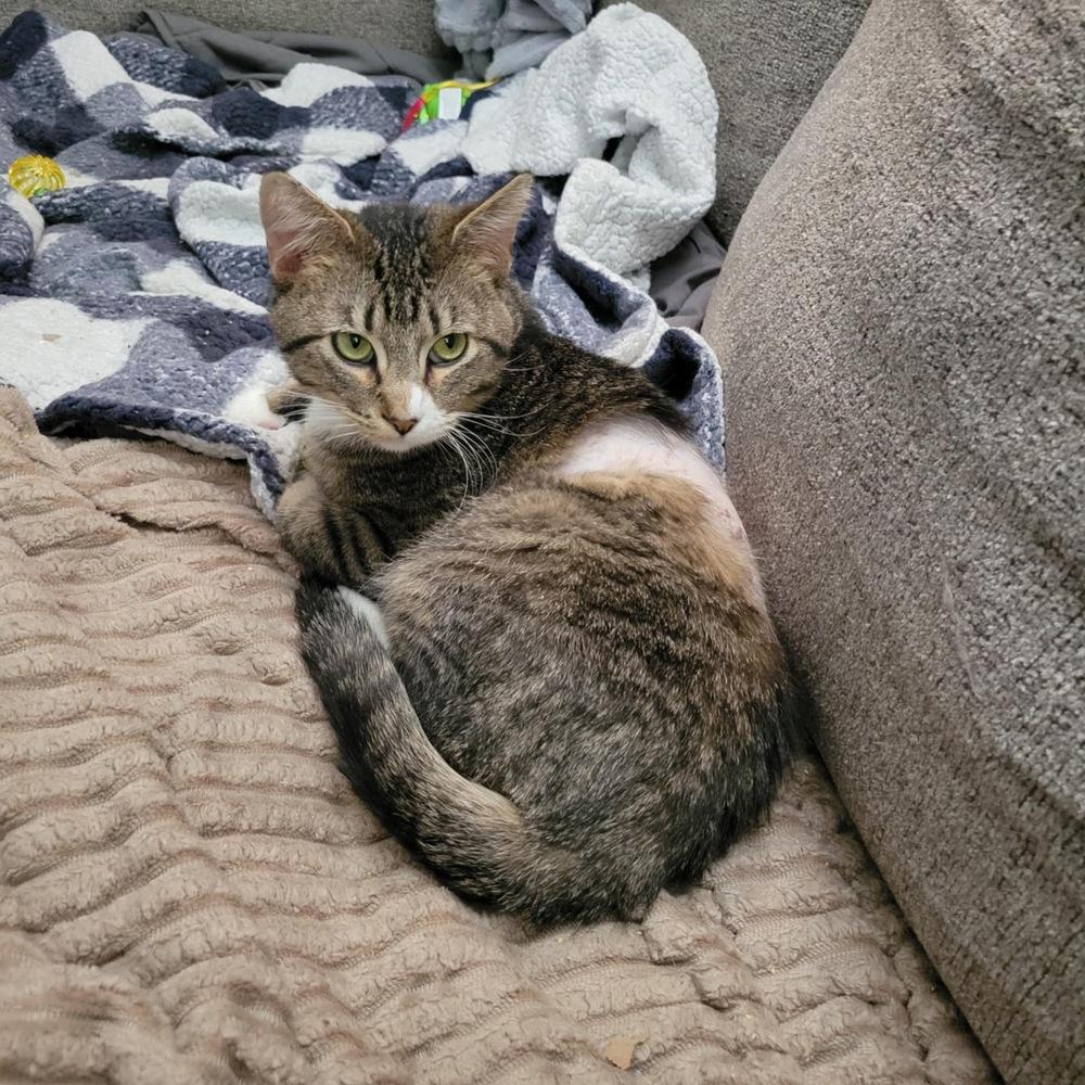 Theo, Adoptable, Young Male Domestic Short Hair.