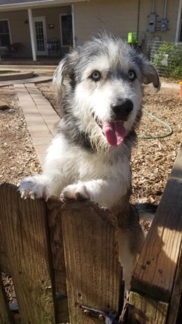 Pierce, Adoptable, Young Male Schnauzer & Husky.