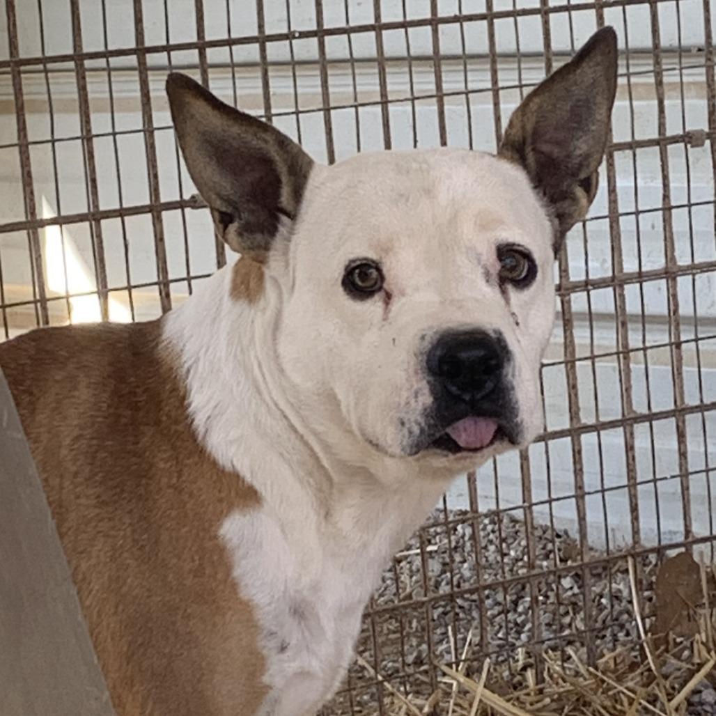 Myranda, Adoptable, Senior Female Pit Bull Terrier & Mixed Breed.