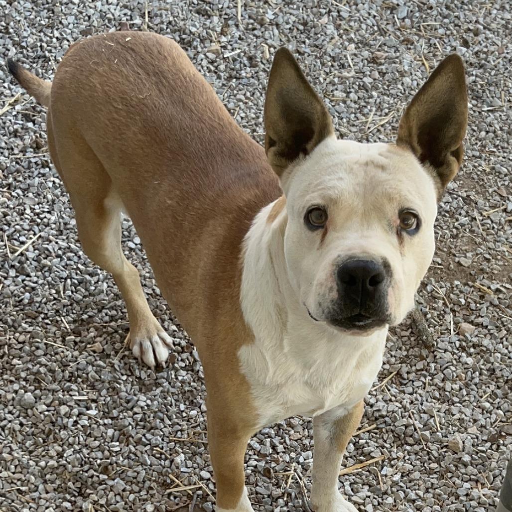 Enlarge Myranda, a Adoptable mixed breed in Washburn, MO image 2/3