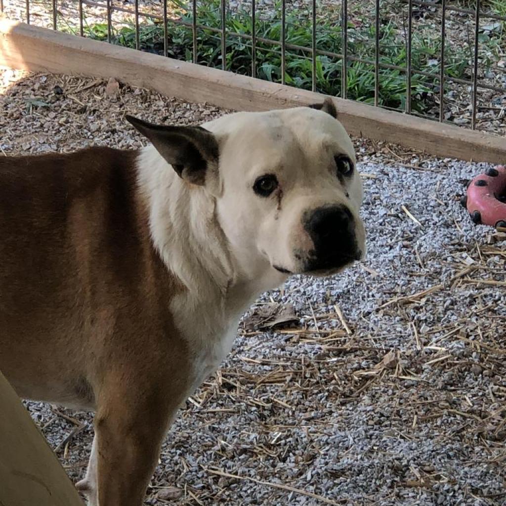 Myranda, Adoptable, Senior Female Pit Bull Terrier & Mixed Breed.