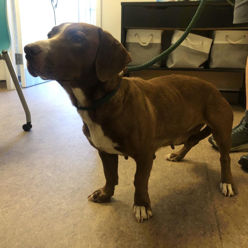 Enlarge Caramel, a Adoptable Basset Hound in Saint Louis, MO image 1/1