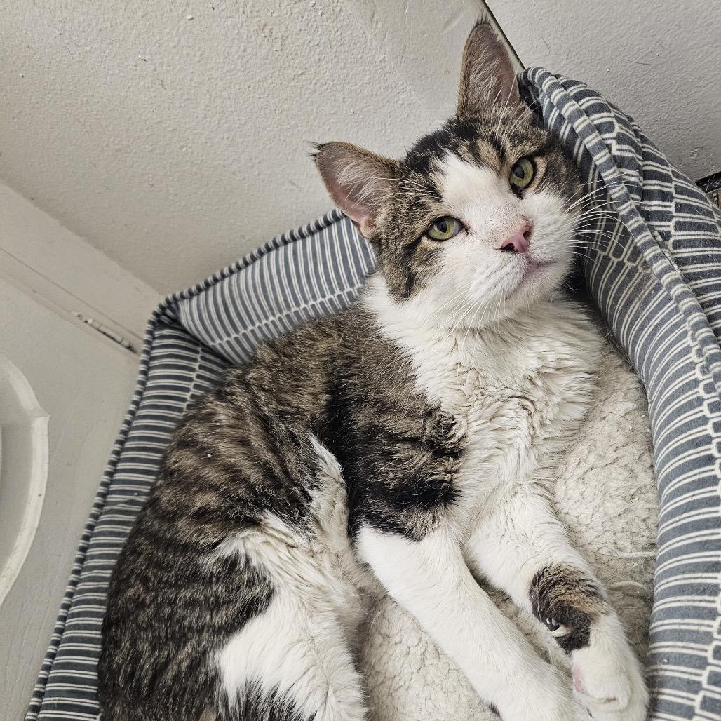 Beaker, Adoptable, Senior Male Domestic Short Hair.
