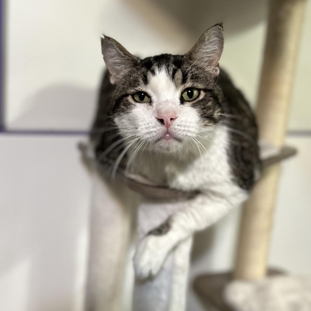 Enlarge Beaker, a Adoptable Domestic Short Hair in Bountiful, UT image 2/6
