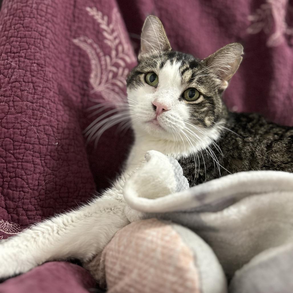 Beaker, a Adoptable Domestic Short Hair in Bountiful, UT image 2/6