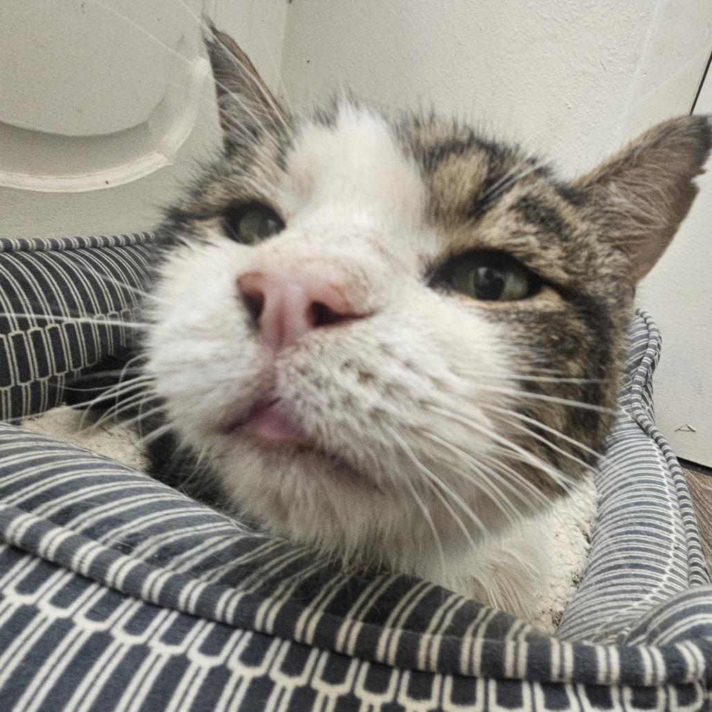 Beaker, a Adoptable Domestic Short Hair in Bountiful, UT image 3/6