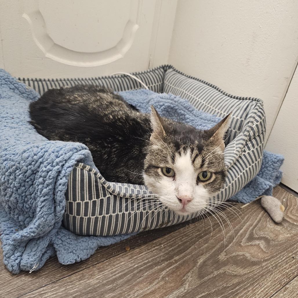 Beaker, a Adoptable Domestic Short Hair in Bountiful, UT image 4/6