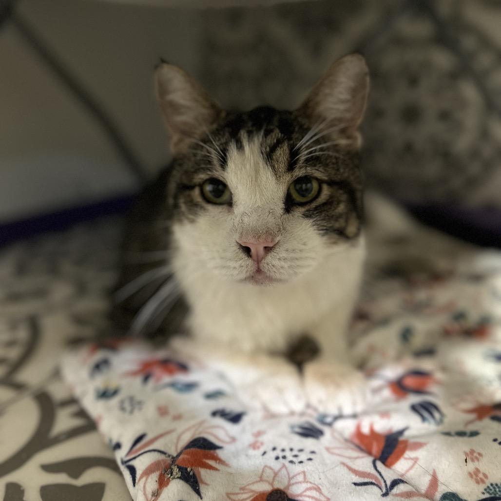 Beaker, a Adoptable Domestic Short Hair in Bountiful, UT image 5/6