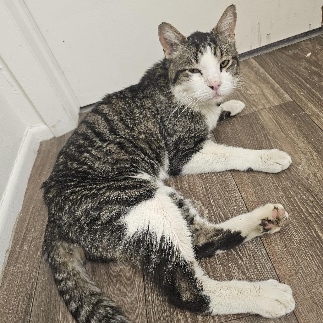 Beaker, a Adoptable Domestic Short Hair in Bountiful, UT image 6/6