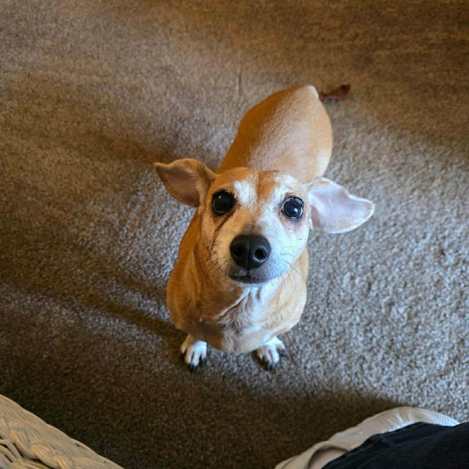Lucky, ADOPTABLE, Senior Female Dachshund.