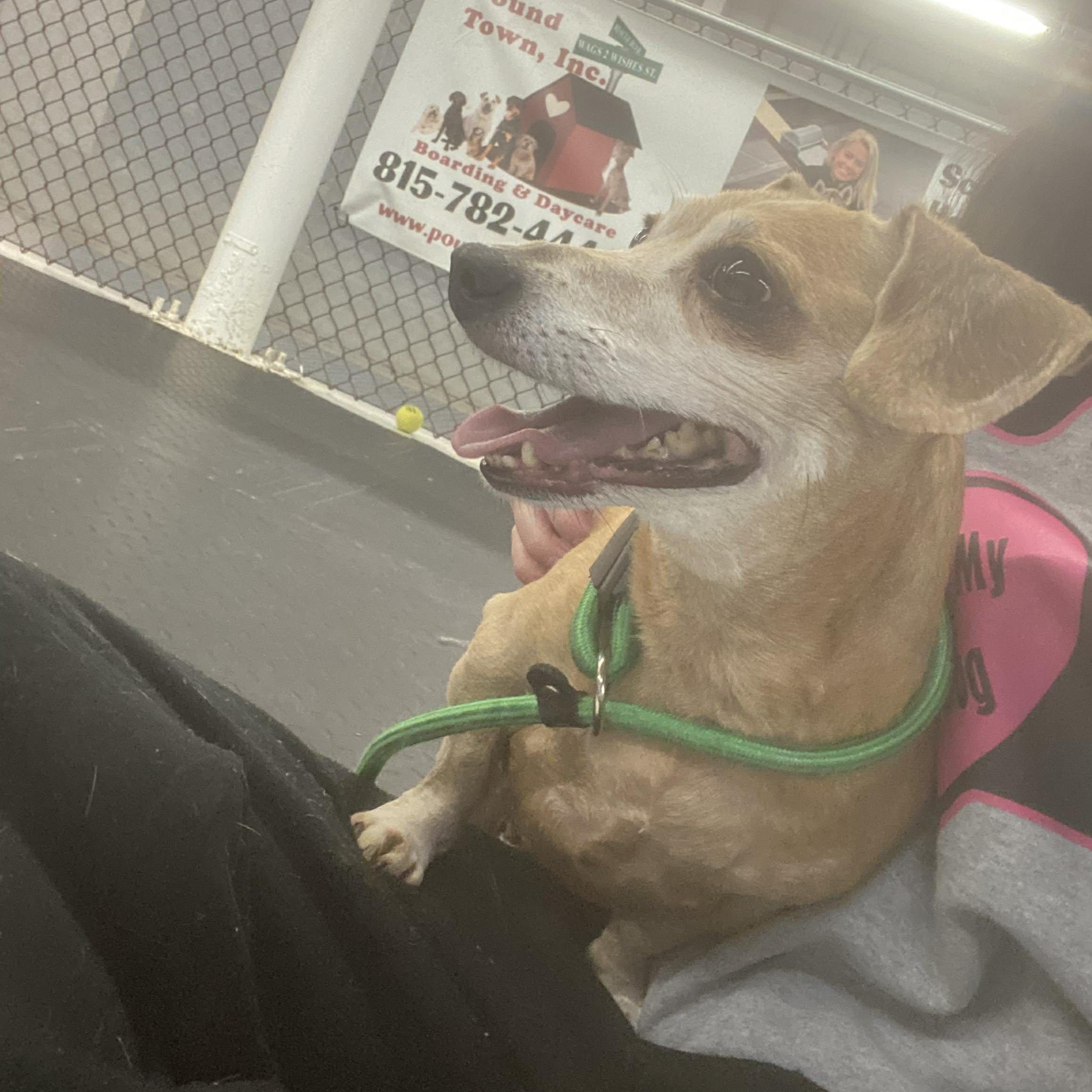 Enlarge Lucky, a ADOPTABLE mixed breed in Plainfield, IL image 4/6