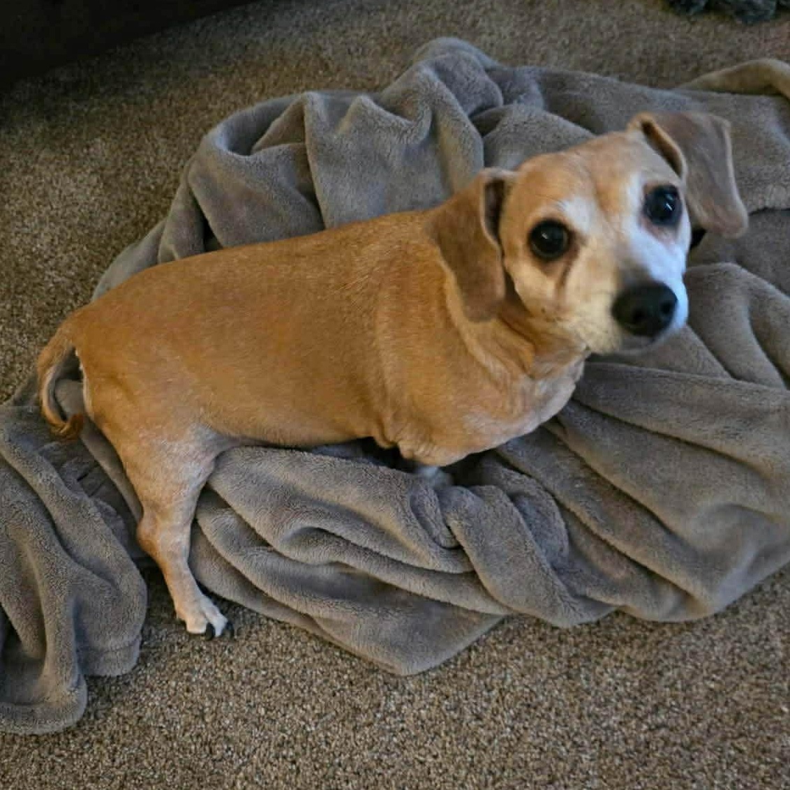 Enlarge Lucky, a ADOPTABLE mixed breed in Plainfield, IL image 6/6