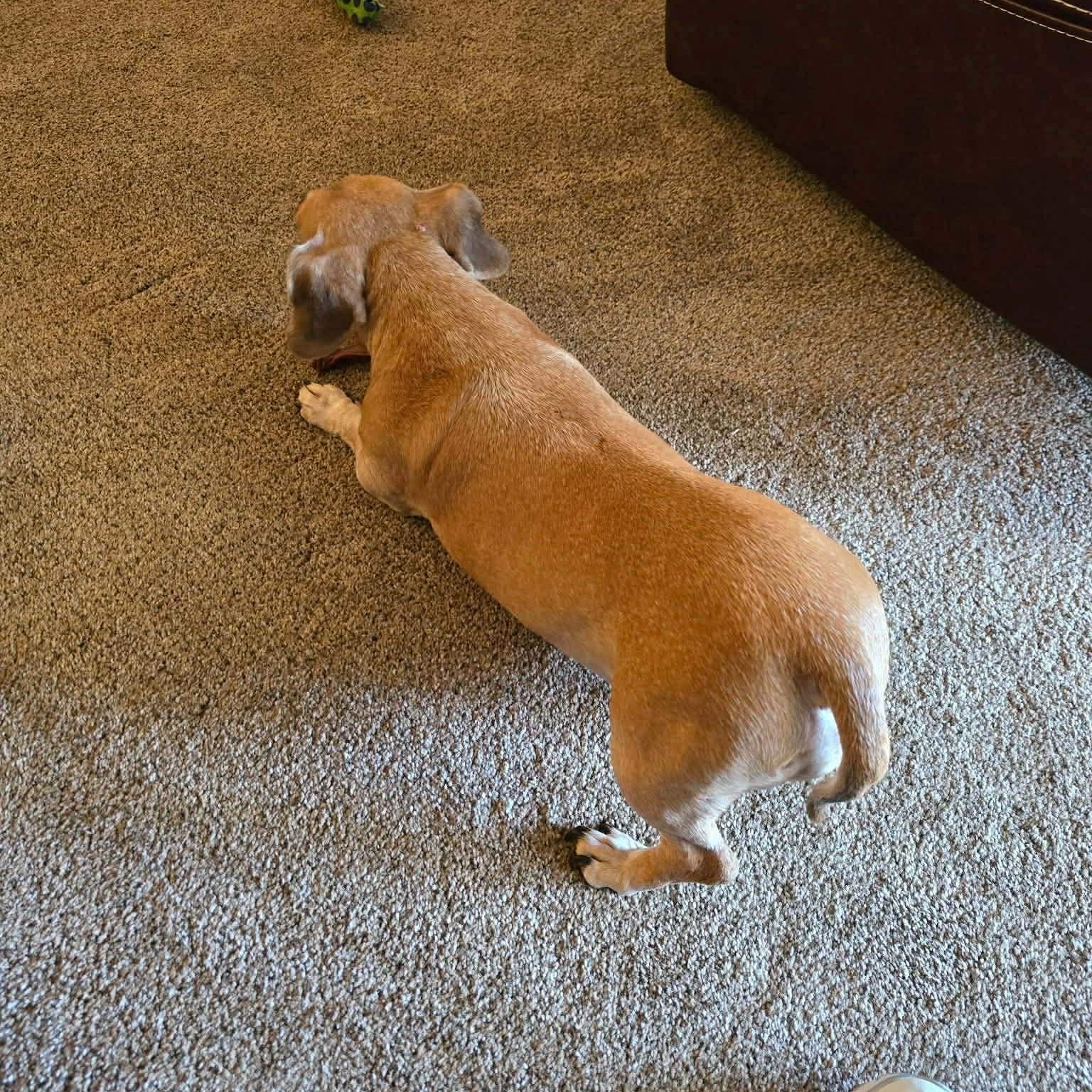 Enlarge Lucky, a ADOPTABLE mixed breed in Plainfield, IL image 5/6