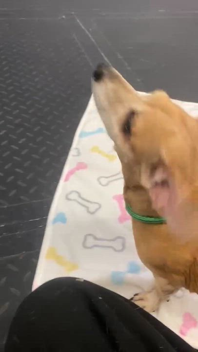 Enlarge Lucky, a ADOPTABLE mixed breed in Plainfield, IL video 3/6