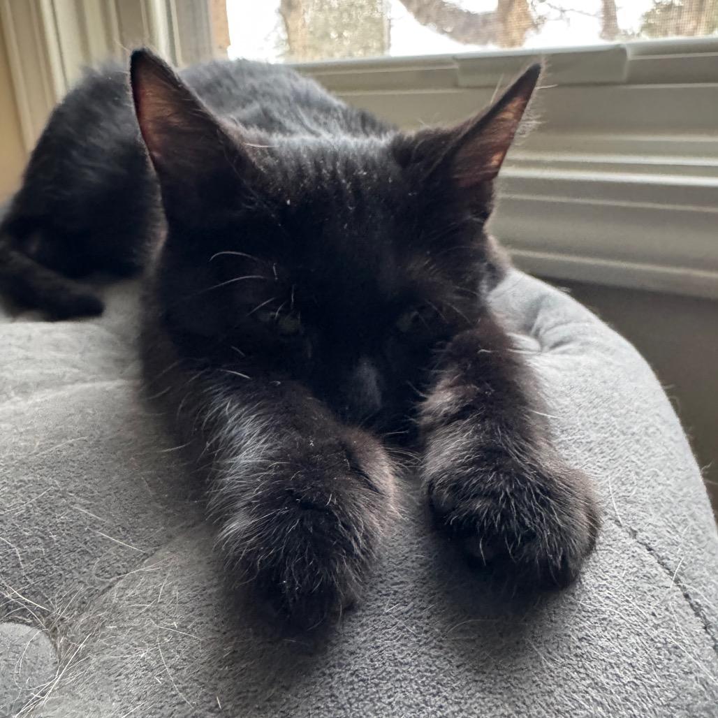 Dora, Adoptable, Kitten Female Domestic Short Hair.