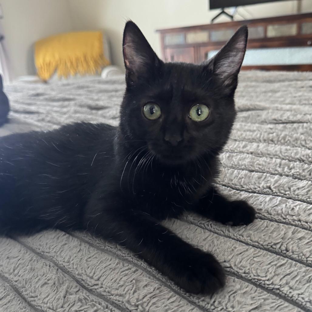 Enlarge Dora, a Adoptable Domestic Short Hair in La Grange, KY image 2/4