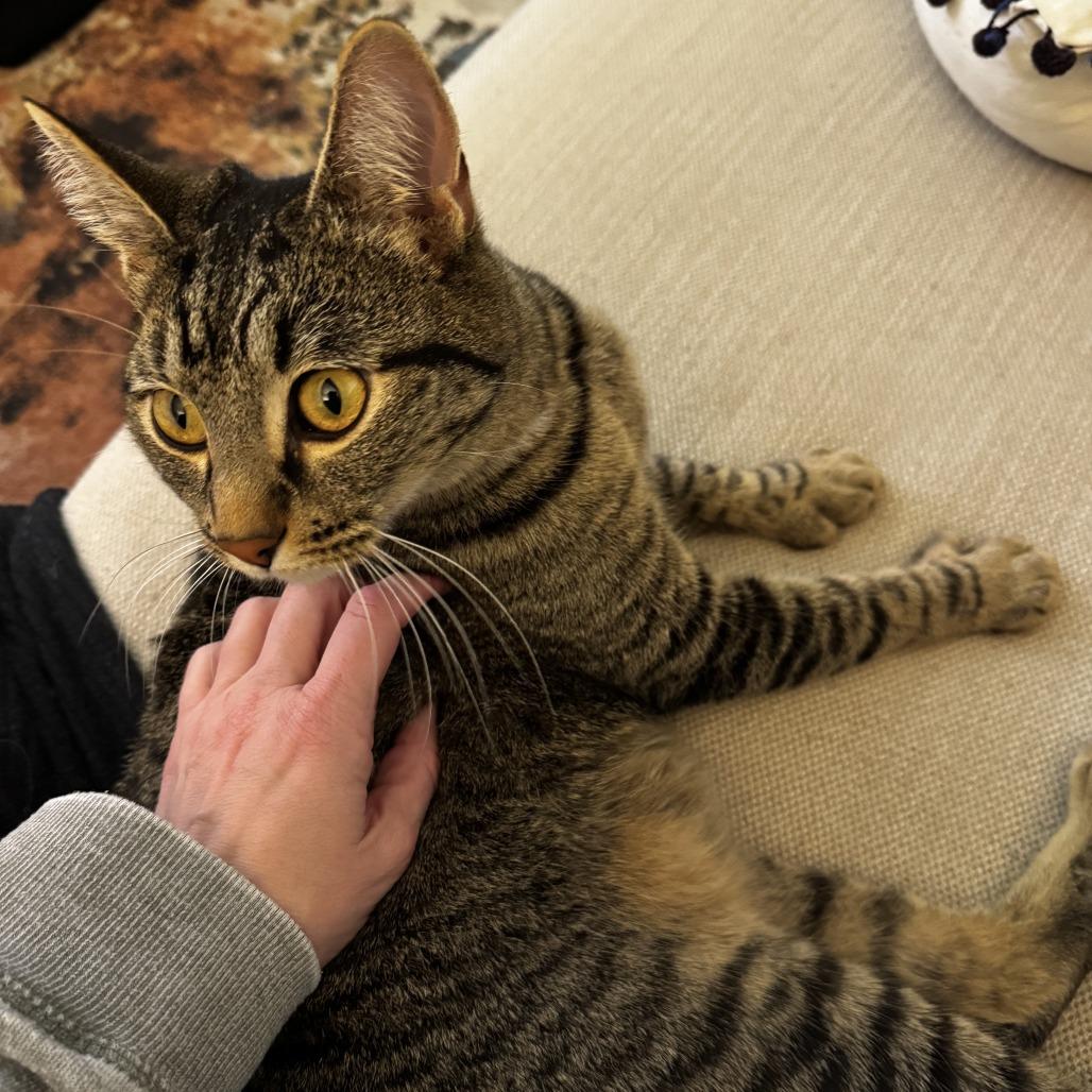 Enlarge Dante, a Adoptable Domestic Short Hair in Fredericksburg, VA image 1/1