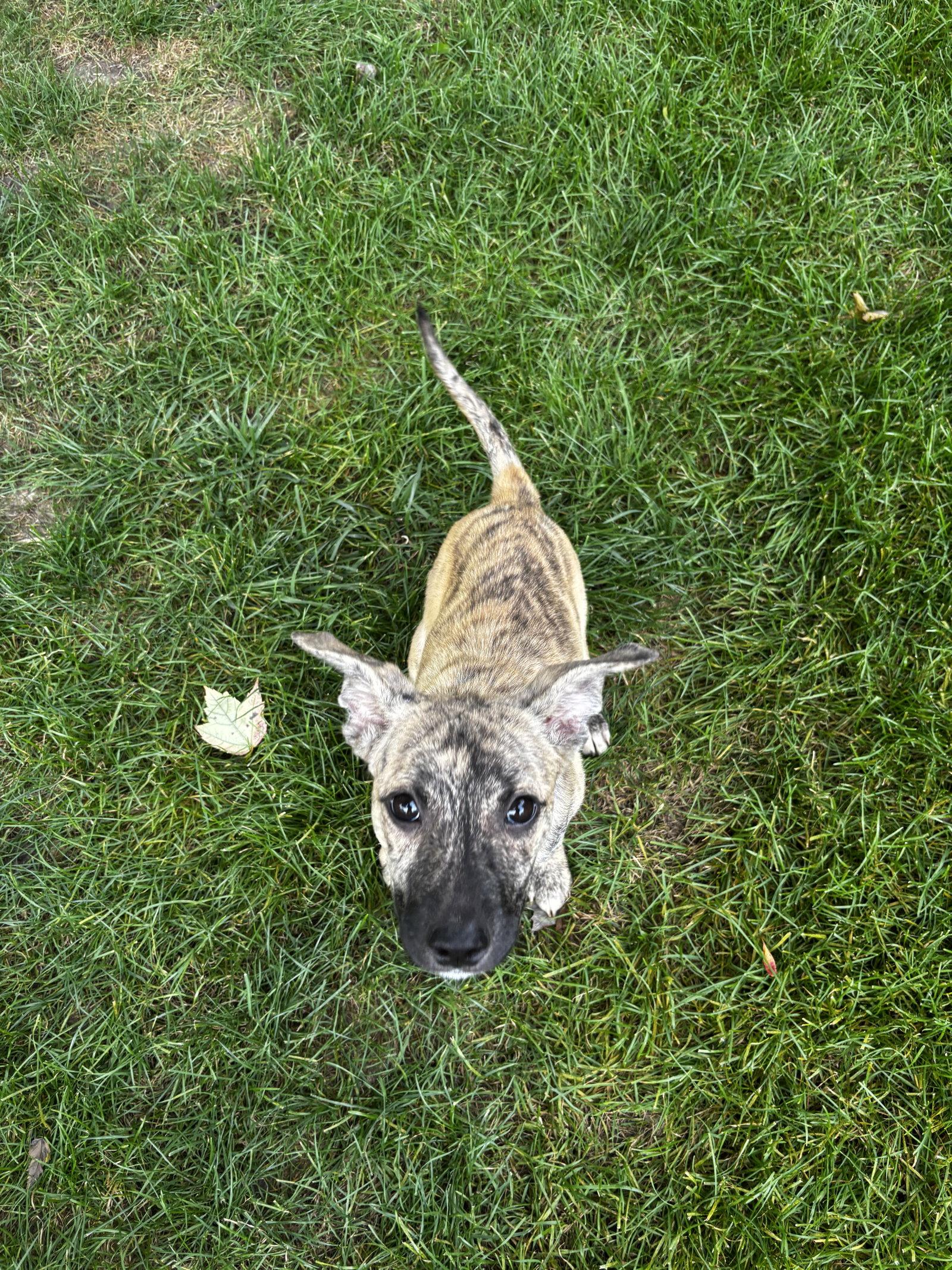 Enlarge Kevin F. Murphy, a Adopted Mixed Breed in Powell, OH image 1/3