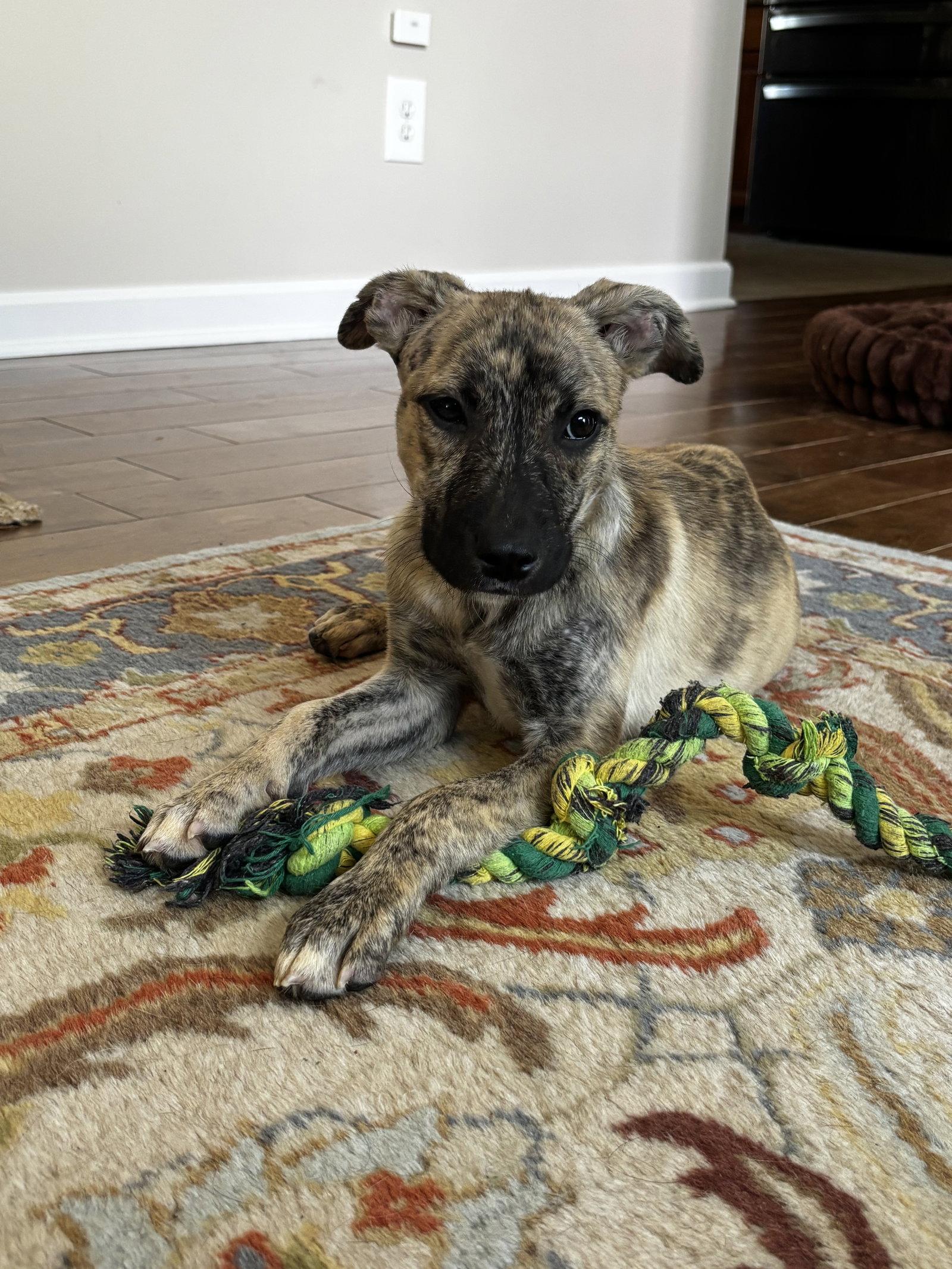 Enlarge Kevin F. Murphy, a Adopted Mixed Breed in Powell, OH image 2/3