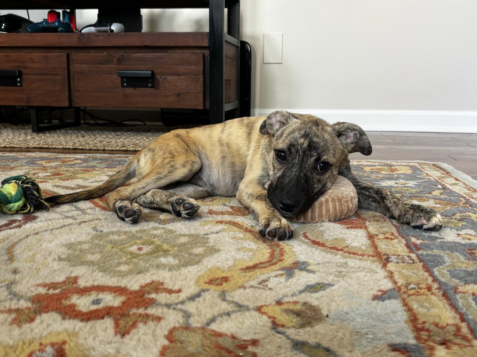 Enlarge Kevin F. Murphy, a Adopted Mixed Breed in Powell, OH image 3/3