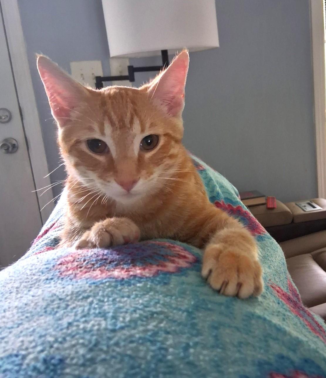 OMalley, Oscar, and Orzo - The O Family, ADOPTABLE, Young Male Domestic Short Hair.