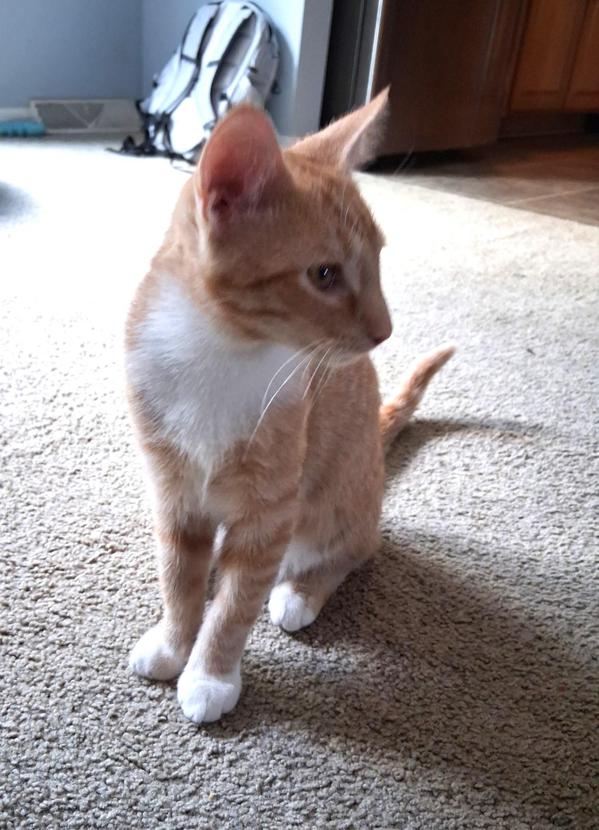 OMalley, Oscar, and Orzo - The O Family, a ADOPTABLE Domestic Short Hair in Floyd, VA image 2/3