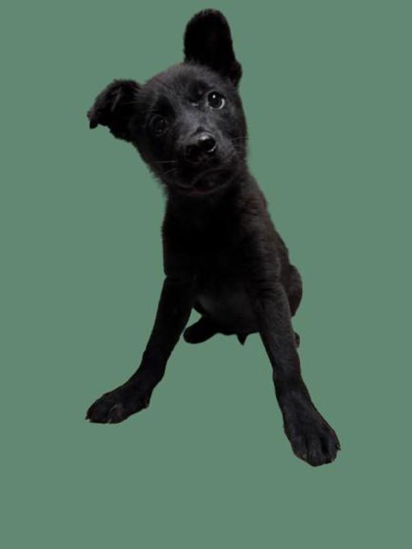 Enlarge Ferb, a Adoptable mixed breed in Hollister, CA image 1/1
