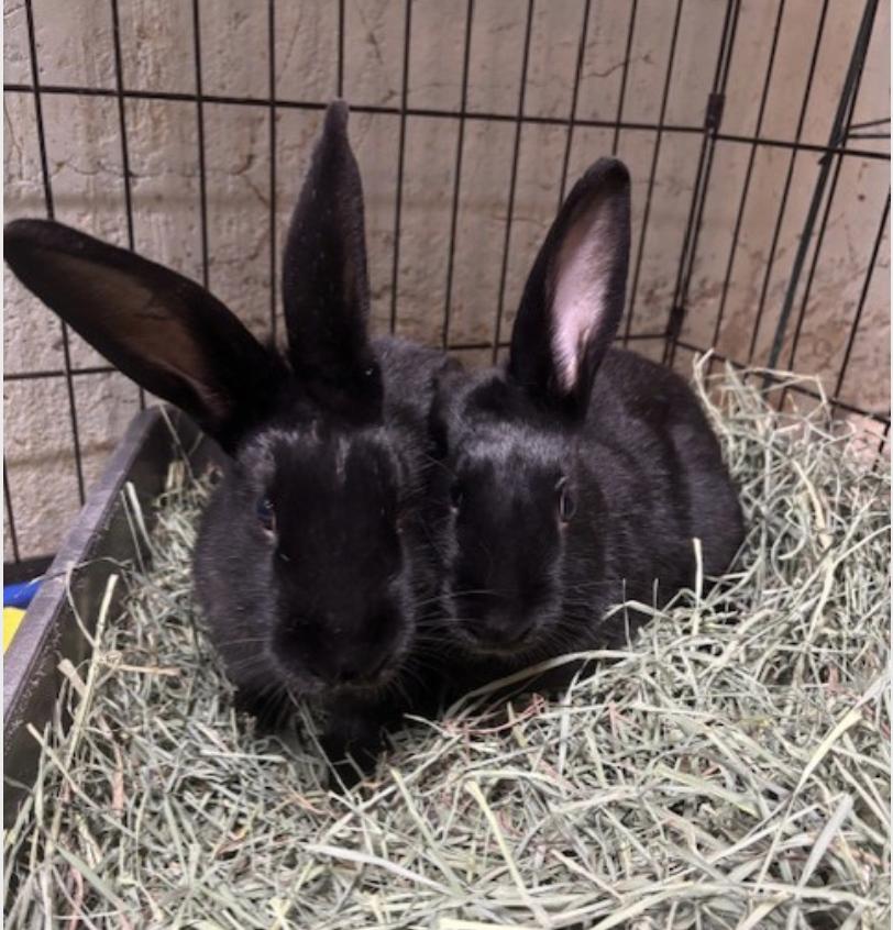 BLACKBERRY & EMBER (Pen 2), Adoptable, Adult Male Rex.