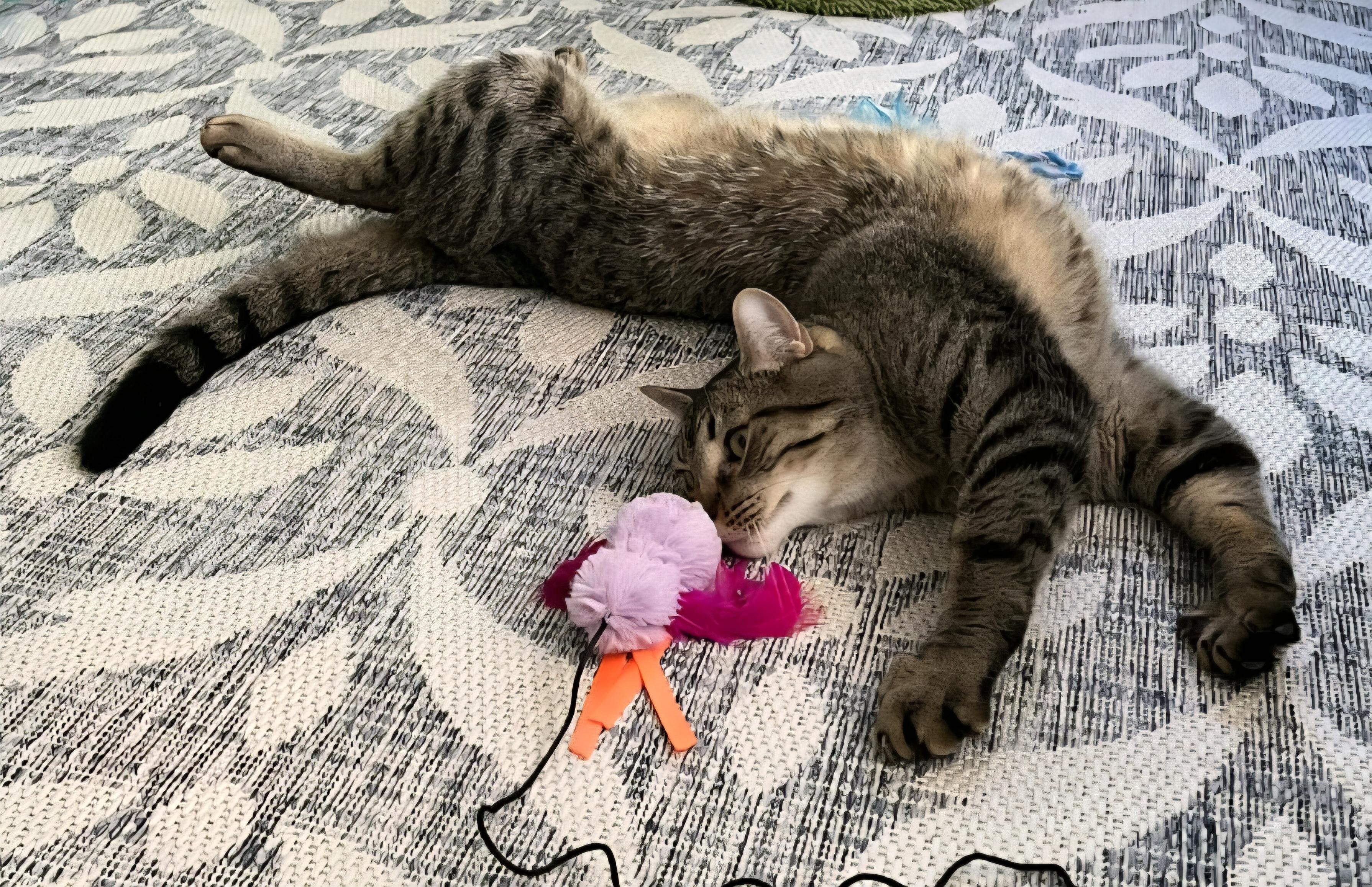 Gomez - In Foster, an adoptable Domestic Short Hair in Kalamazoo, MI_image-1