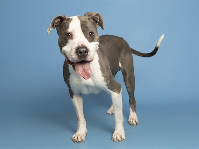 NATE, Adoptable, Adult Male American Bulldog.