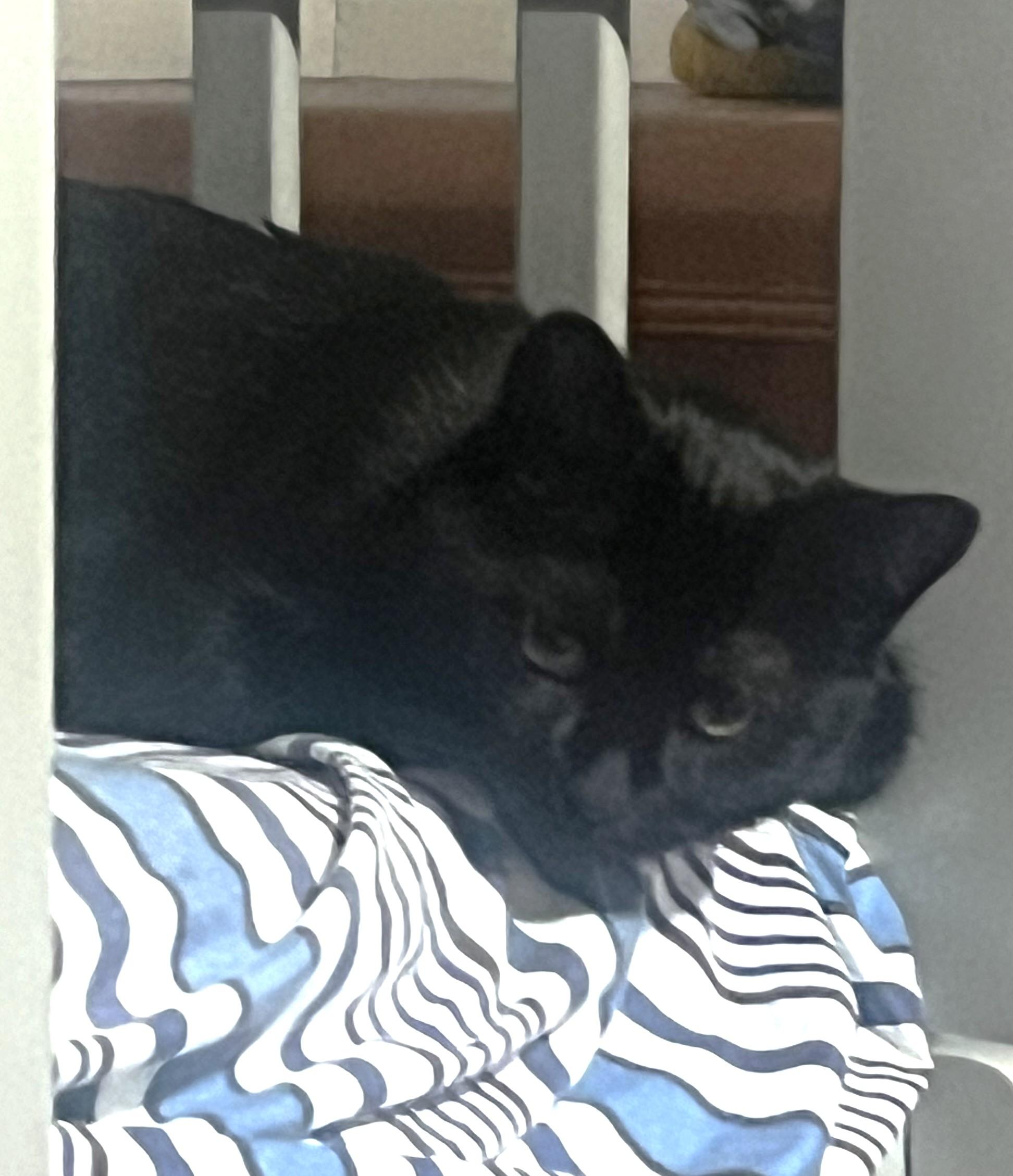 Enlarge Olive, a ADOPTABLE Domestic Short Hair in Stoney Creek, ON image 4/4