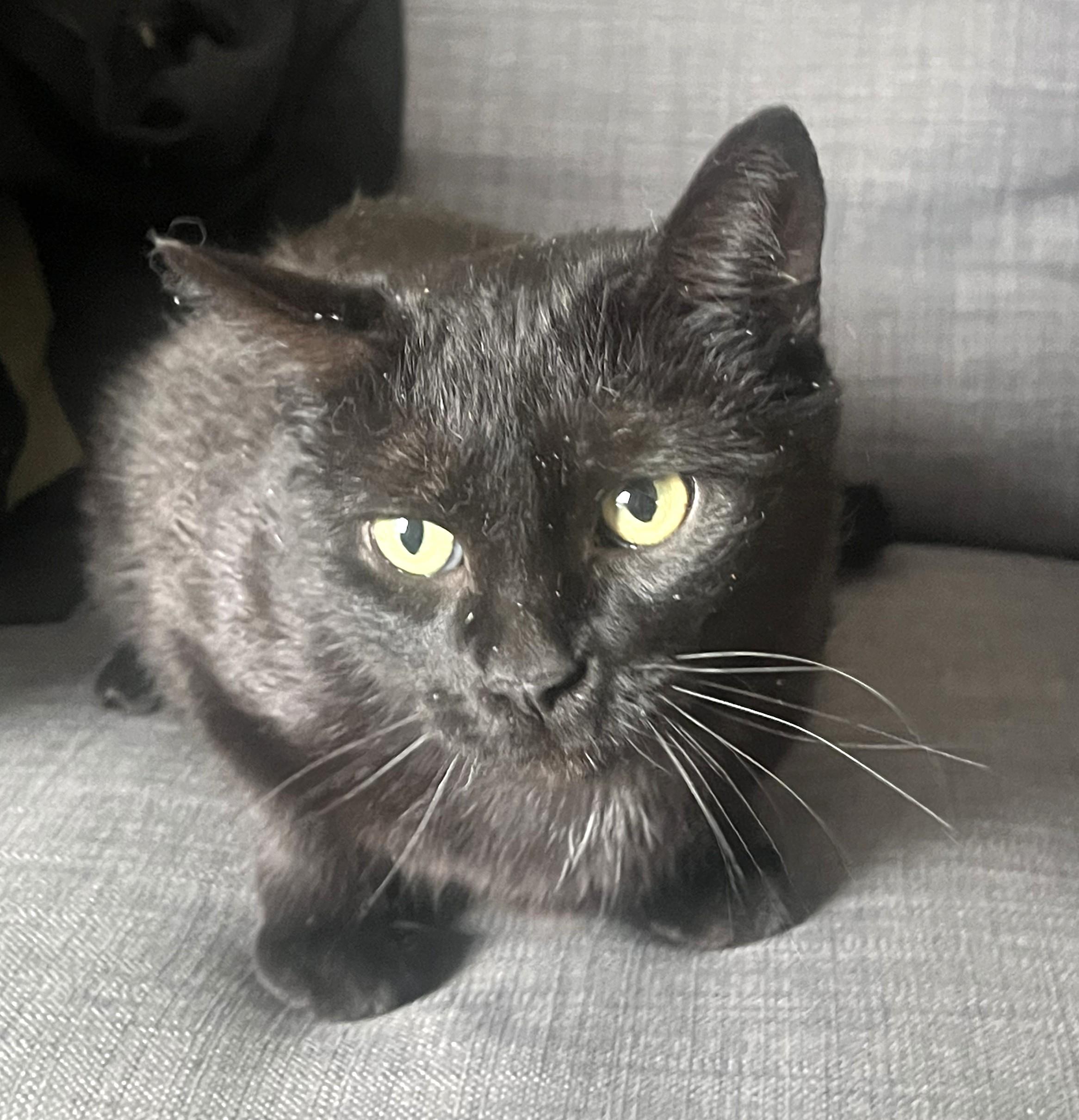 Enlarge Olive, a ADOPTABLE Domestic Short Hair in Stoney Creek, ON image 3/4