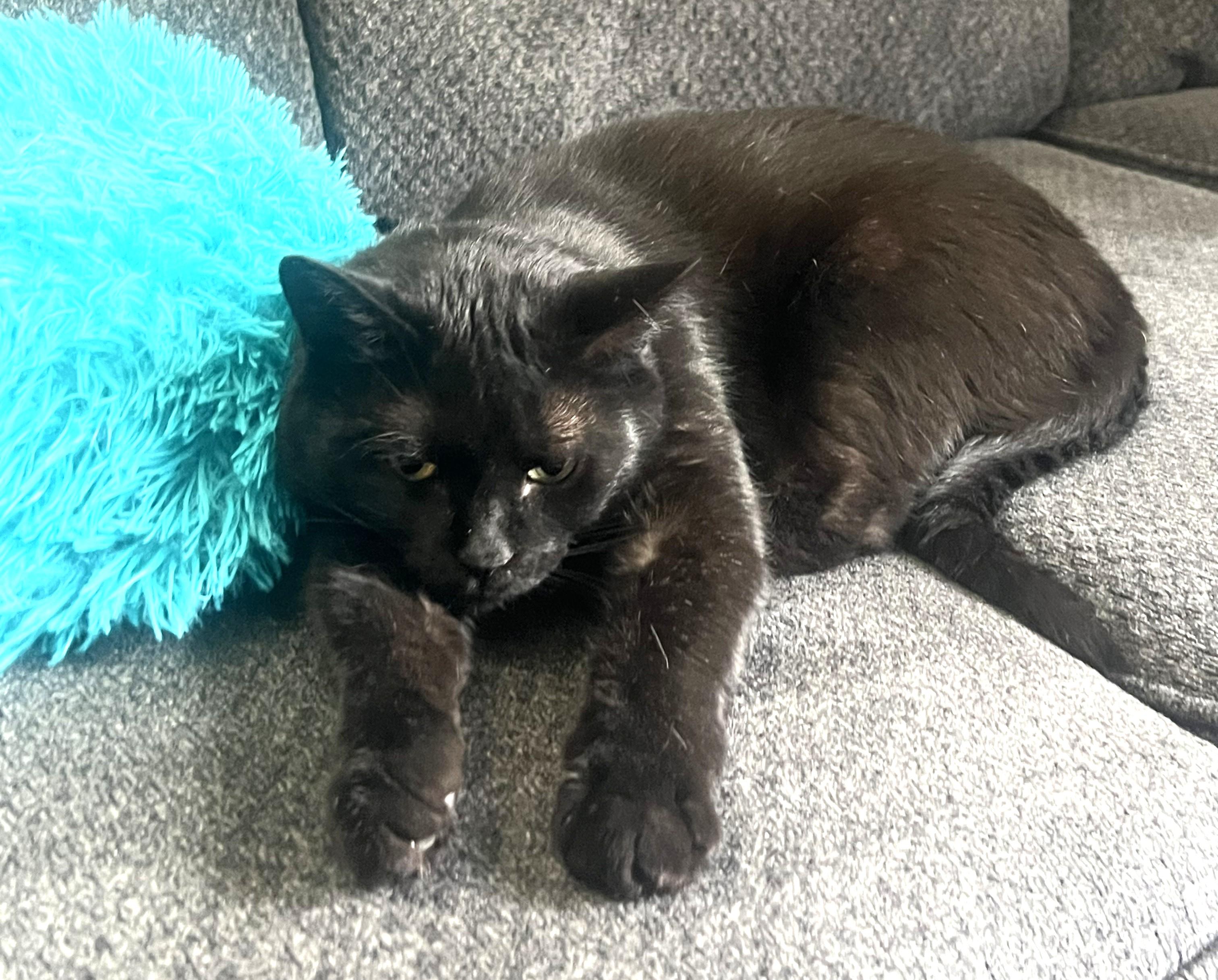Enlarge Olive, a ADOPTABLE Domestic Short Hair in Stoney Creek, ON image 4/5