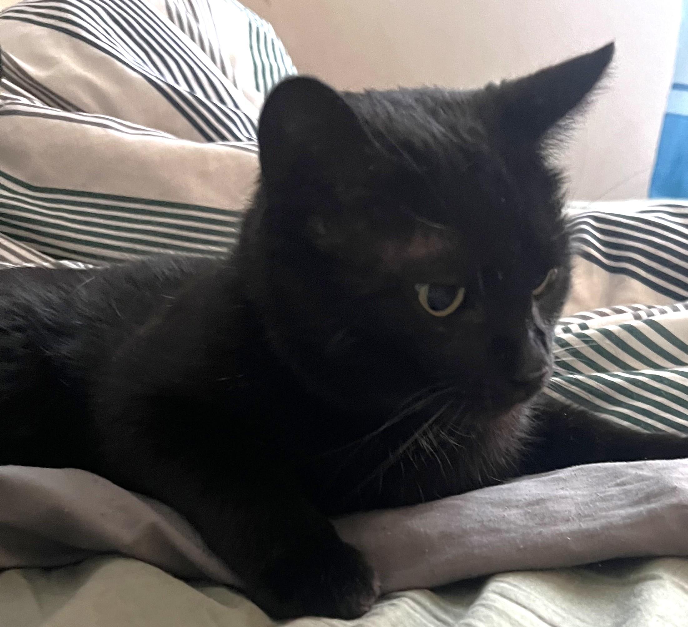 Olive, ADOPTABLE, Adult Female Domestic Short Hair.