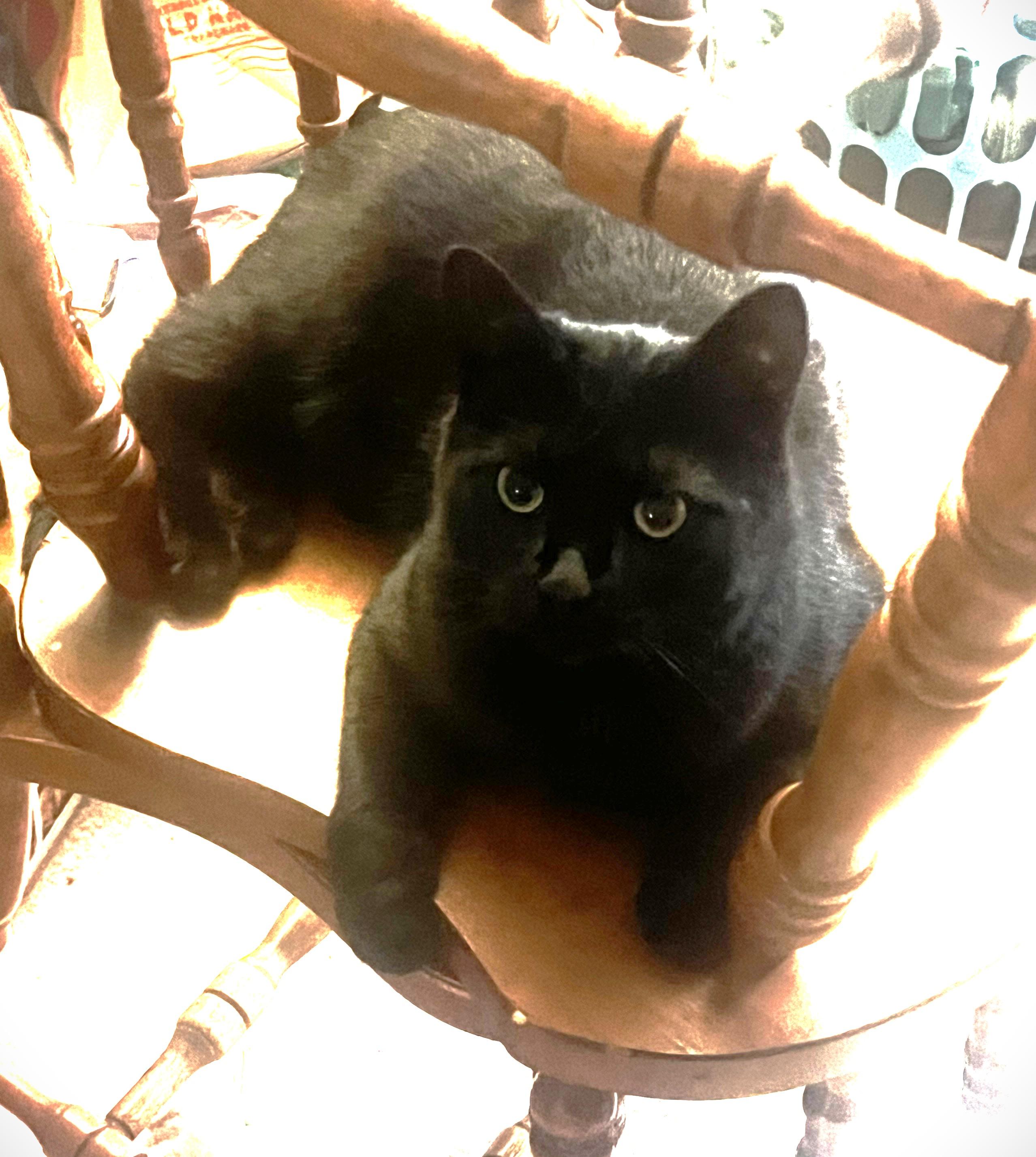 Olive, ADOPTABLE, Adult Female Domestic Short Hair.