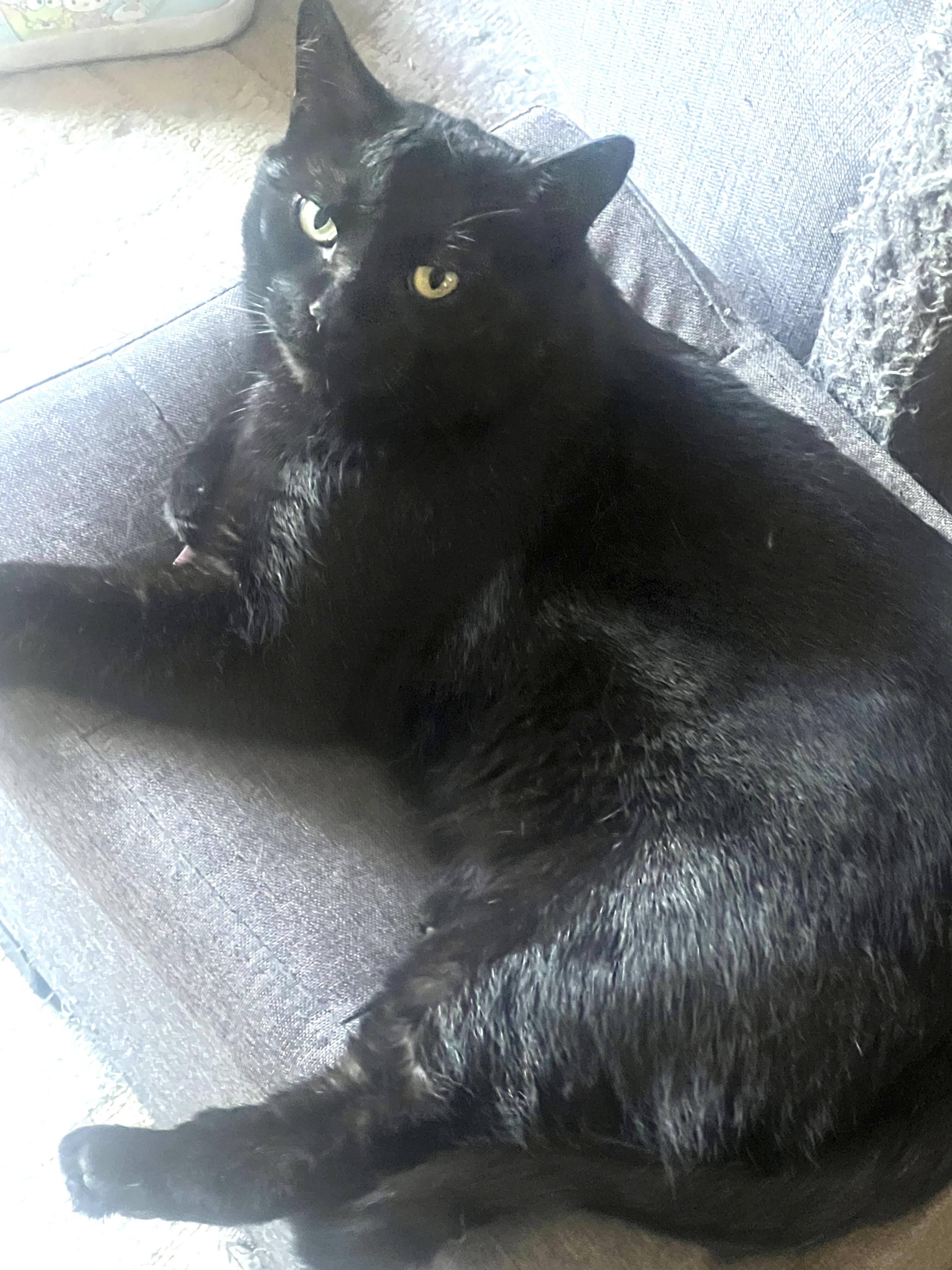Enlarge Olive, a ADOPTABLE Domestic Short Hair in Stoney Creek, ON image 5/5