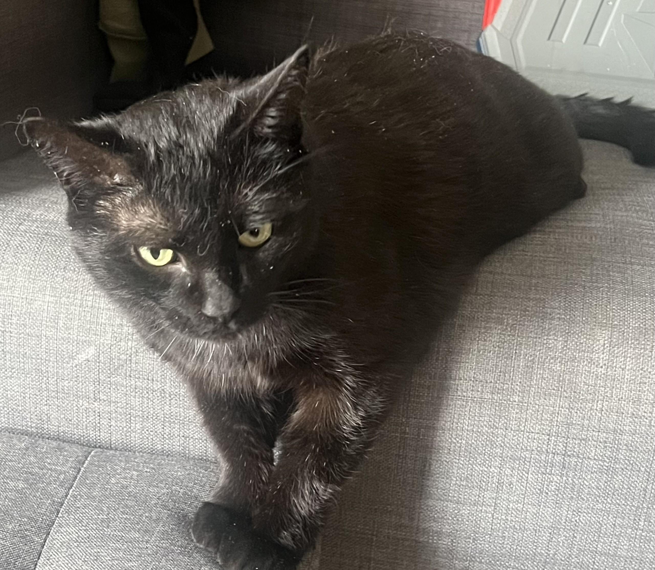 Enlarge Olive, a ADOPTABLE Domestic Short Hair in Stoney Creek, ON image 2/4