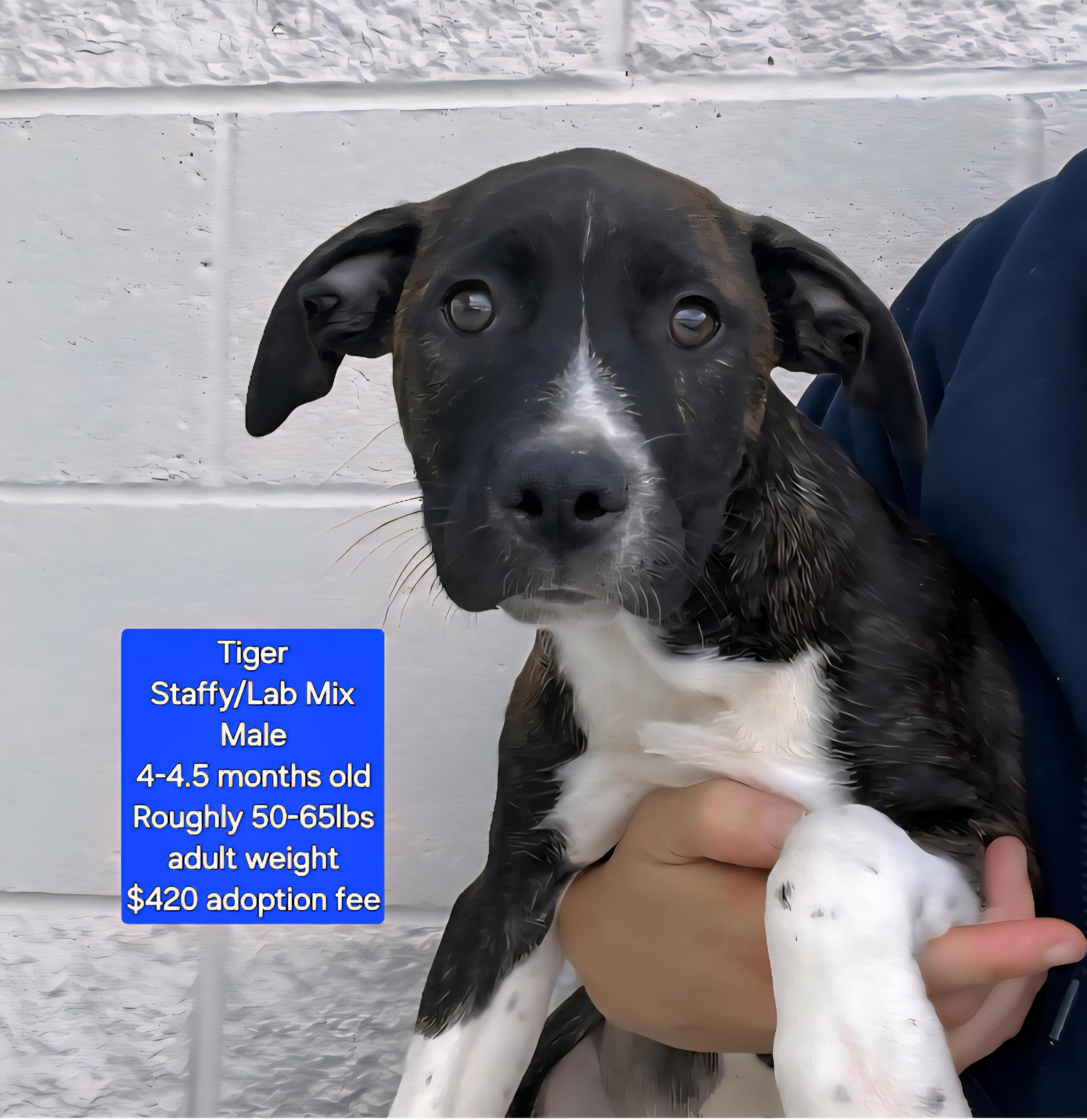 Tiger, an adoptable Staffordshire Bull Terrier & Labrador Retriever Mix in Oviedo, FL_image-1