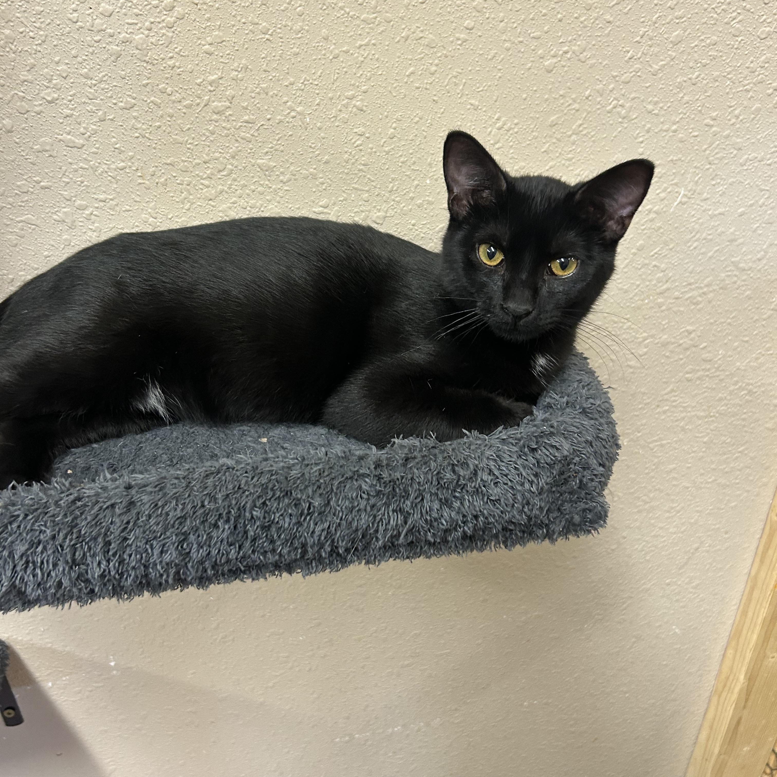 Enlarge Jett, a Adoptable Domestic Short Hair in Mauston, WI image 1/1