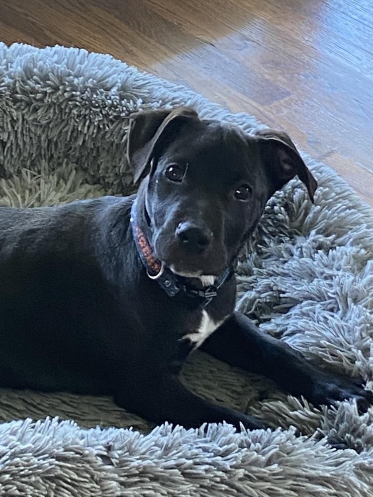 Omar, Adoptable, Puppy Male Mixed Breed.